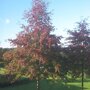 Quercus palustris